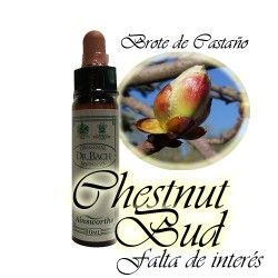 Chestnut Bud - Brote de Castaño 10 ml.